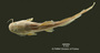 Heptapterus stewarti FMNH 54234 holo d